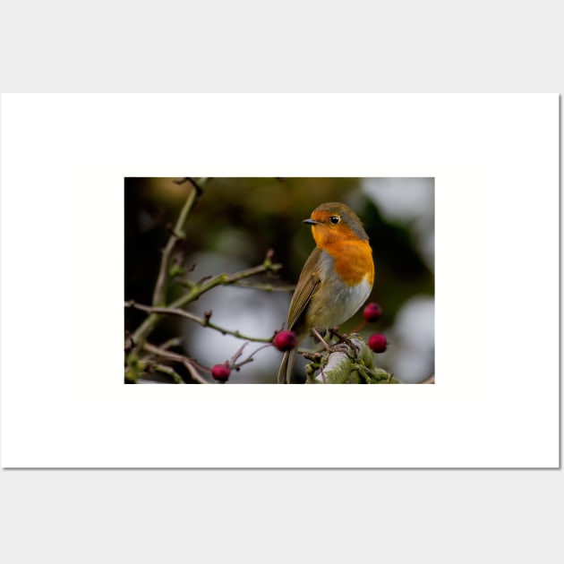 Robin Redbreast Wall Art by Violaman